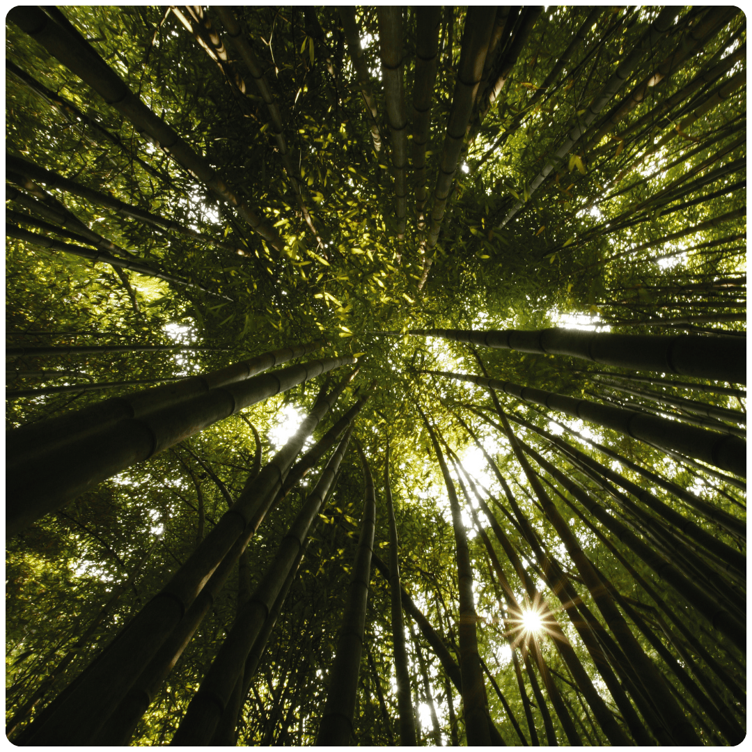 ELIZABETH APRIL TREES CARD